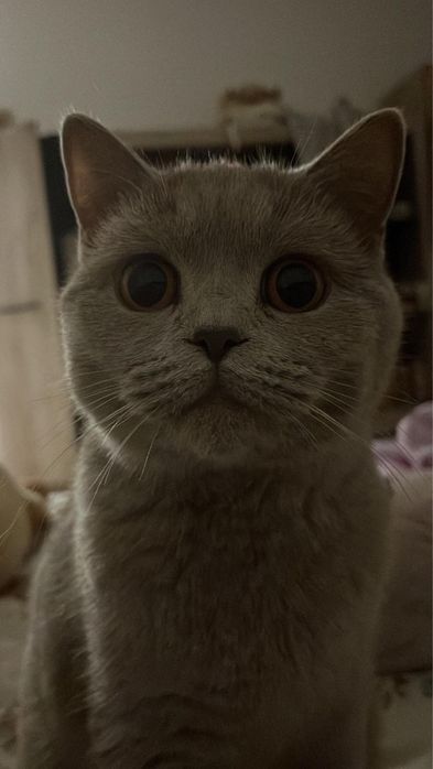 Ofer pisica spre adoptie