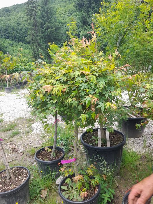 Pawlonia , mesteacăn,pin,brad,tei,leilandi,