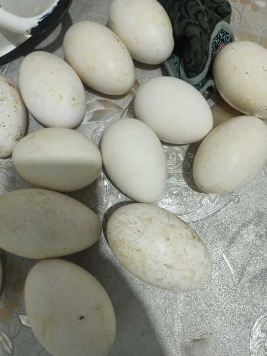 Яйца гусей продам свежие