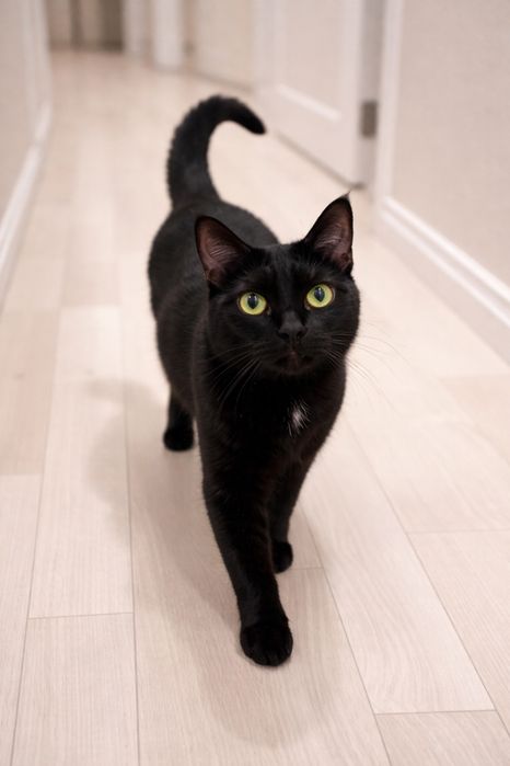 Котик Черный котик ищет семью