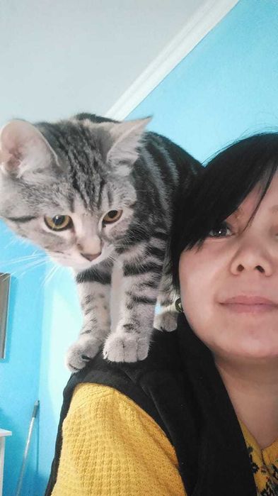 Шатландық мысық ақылды