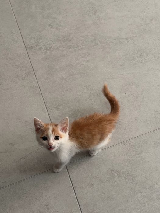 Отдам котенка в добрые руки! (Даром)