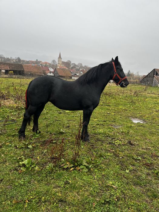 De vanzare iapa de 4 anii!! Sau schimb! Si cu ATV!!