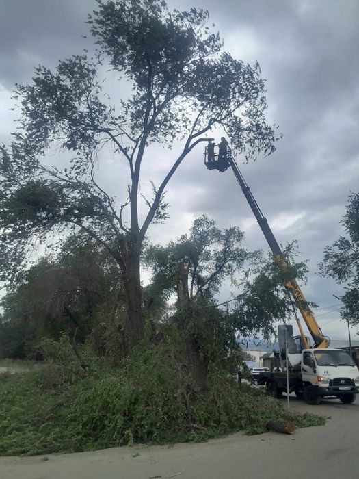 Спил деревьев обрезка плодовых деревьев