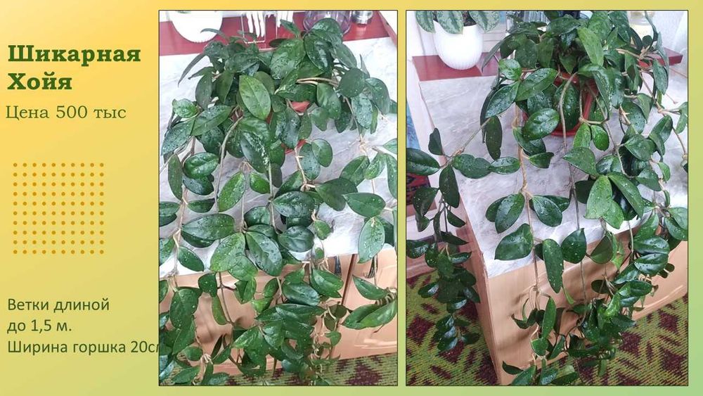 Роскошная Хойя. Комнатное растение
