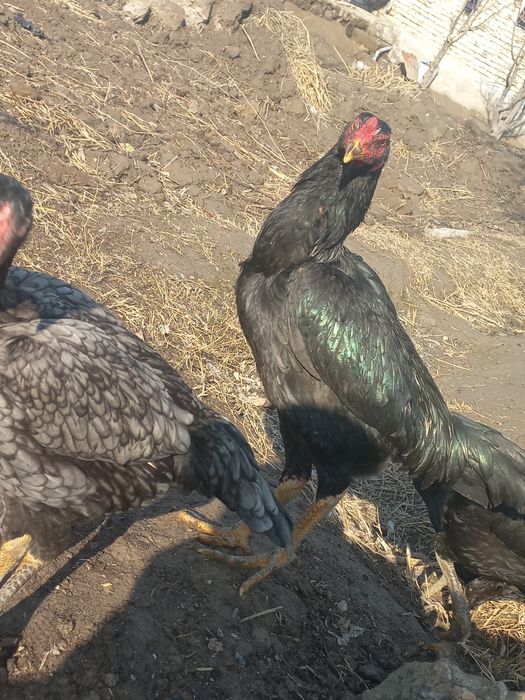 Куланги ёш соғлом