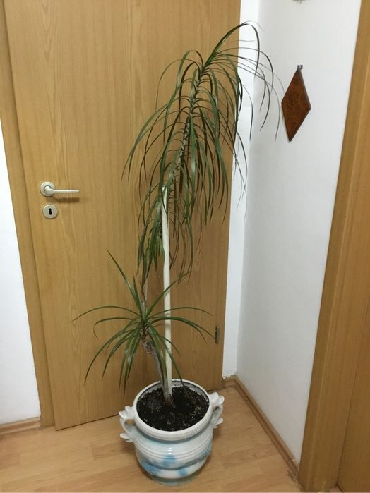 Planta apartament Dracaena marginata, Arborele Dragonului de Madagasca