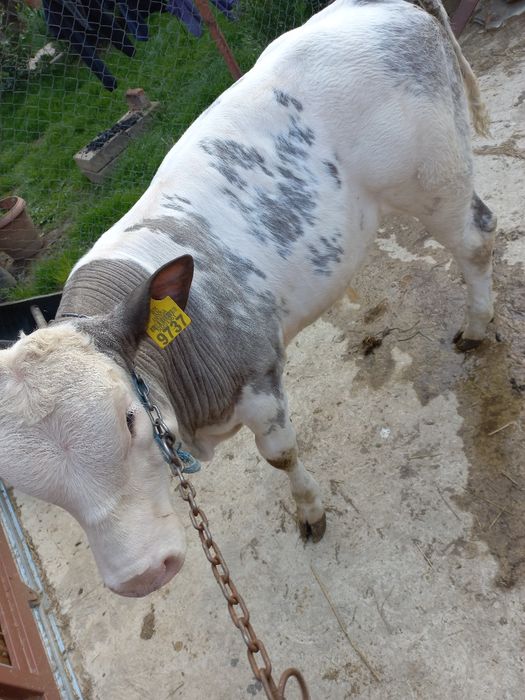 Vând vițel belgian