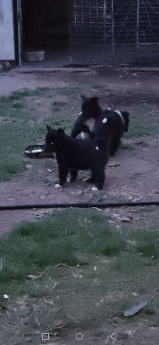 Продам щенков лайки