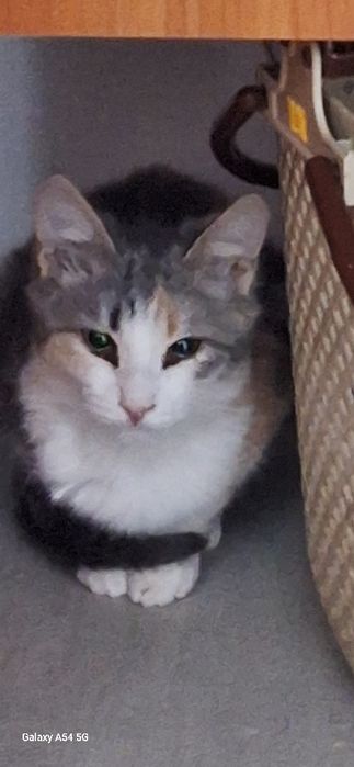 Красивые коты и кошки