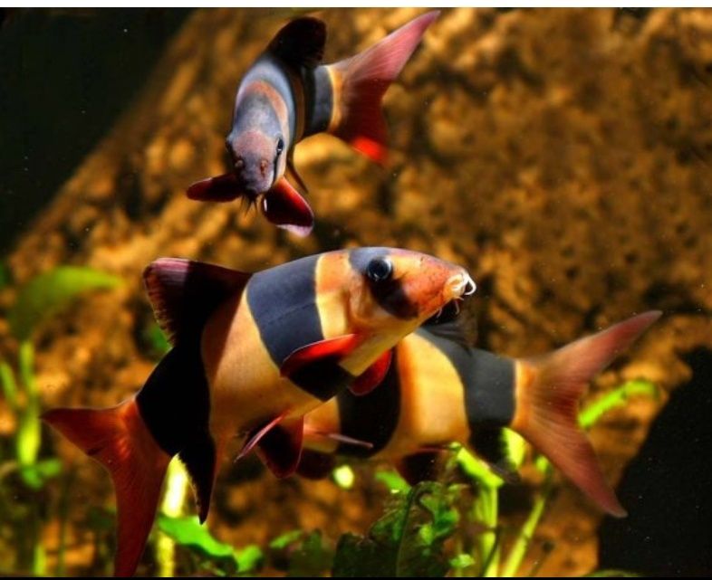 Аквариум оборудованный