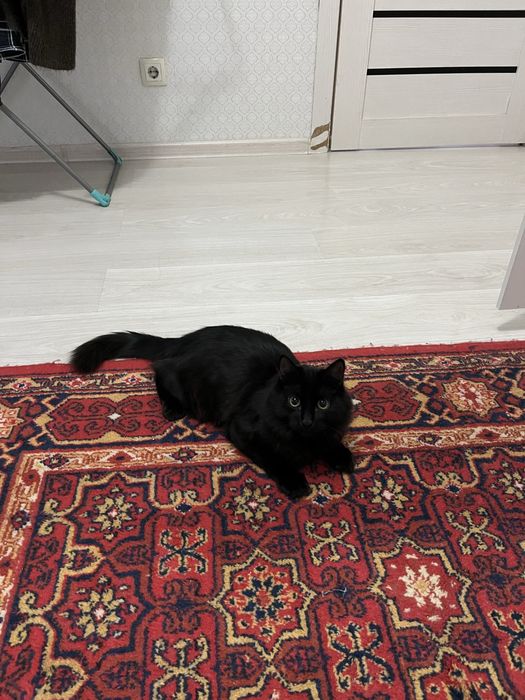 Kotenok,котенок игровый