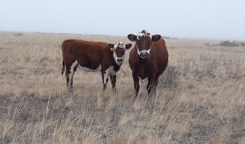 Продам телку с теленком