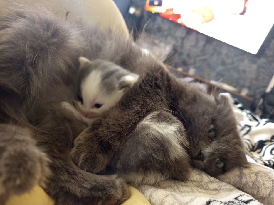 Британский котенок девочка