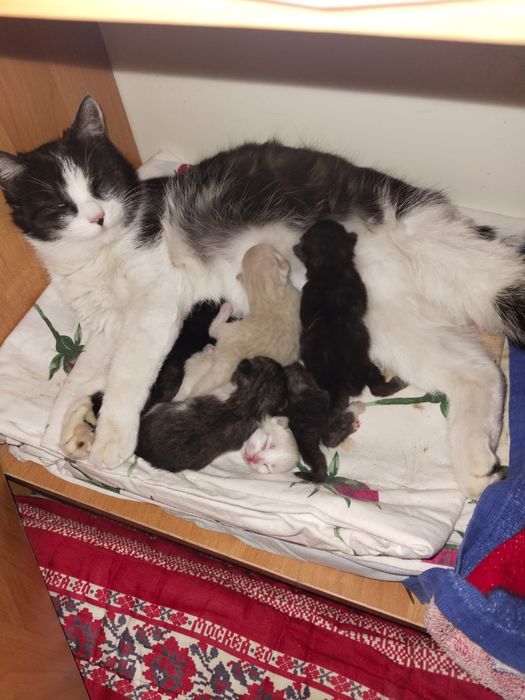 Котенок в хорошие руки
