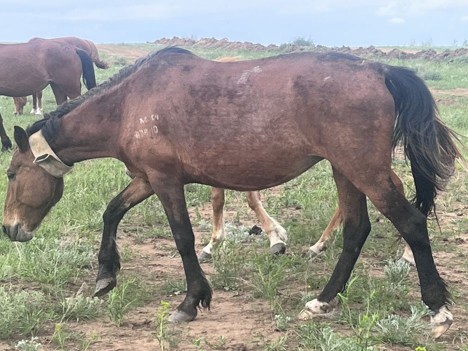 Продам дойная кобыла