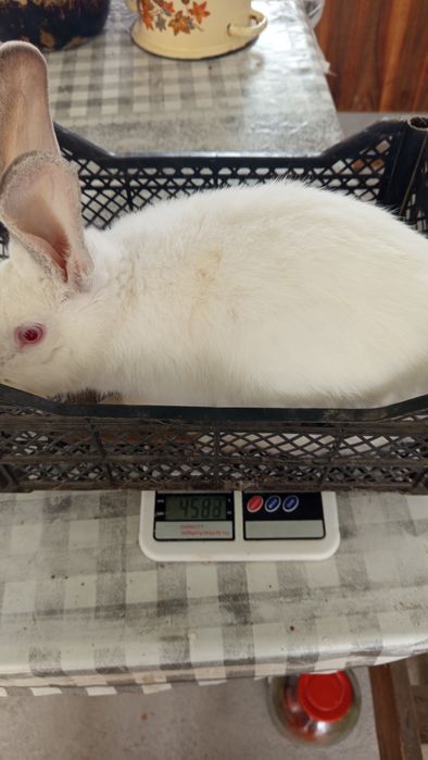 Продаются месячные крольчата