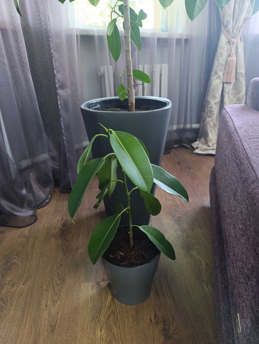 Продам фикус комнатный