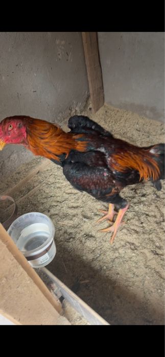 Дакан шымкент…….