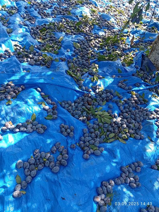 Prune pentru palinca