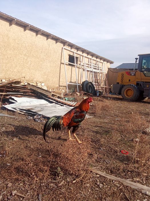 Дакан қораз сатылады