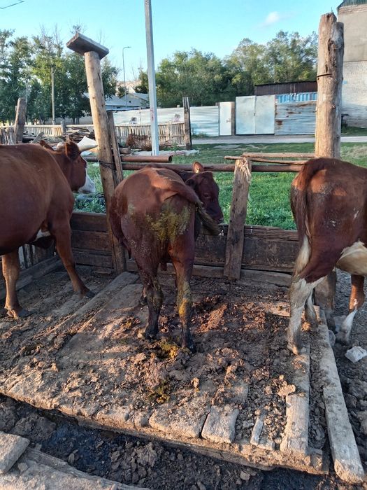 Өгіз сатылады бұқа