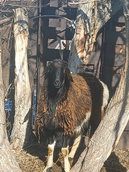 Продам ярку упитанная и кошкар