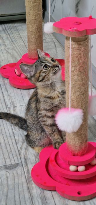 Отдам котёнка 3 месяца