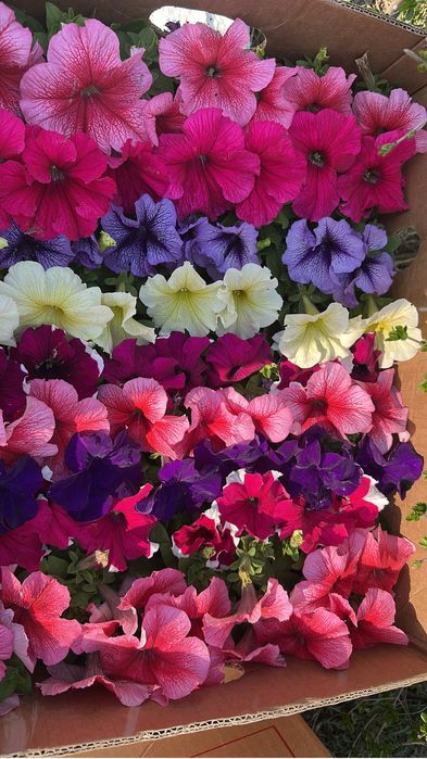 Петунья,бархатцы оптом