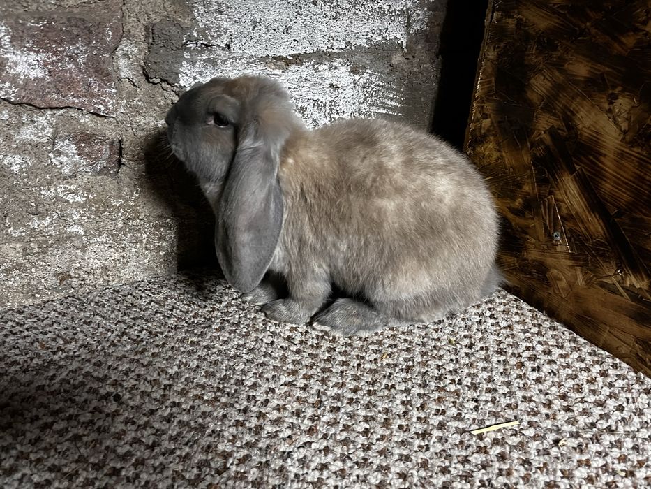 Кролики французкий баран