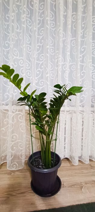 Комнатные ратения
