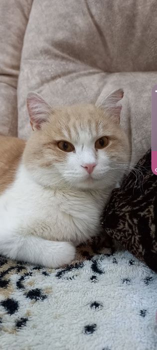 Котик ищет любящий дом