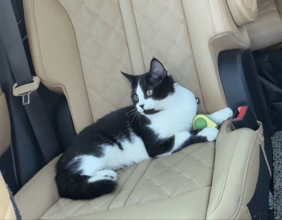 Отдам в добрые руки кота