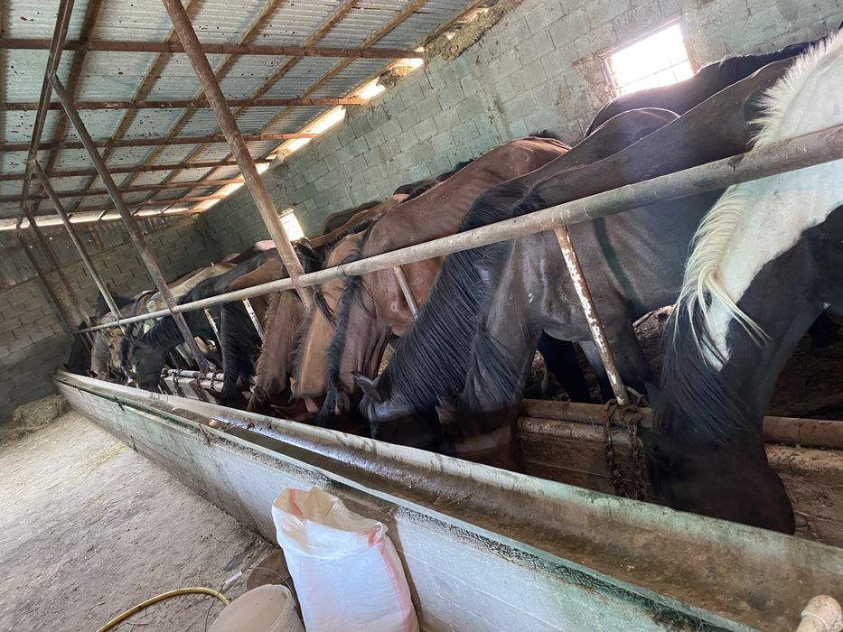 Жылқы сатылады.  Продам лошадь