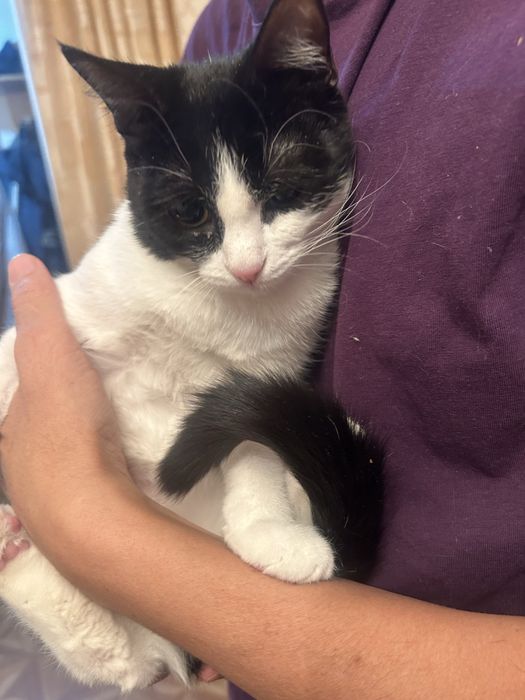 Отдам кошечку в добрые руки