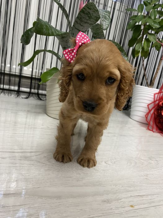 Cocker Spaniel fetita 2 luni