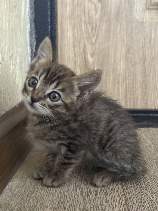 Котята бесплатно