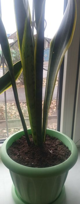 Сансевьерия молодая, свежепересажена.