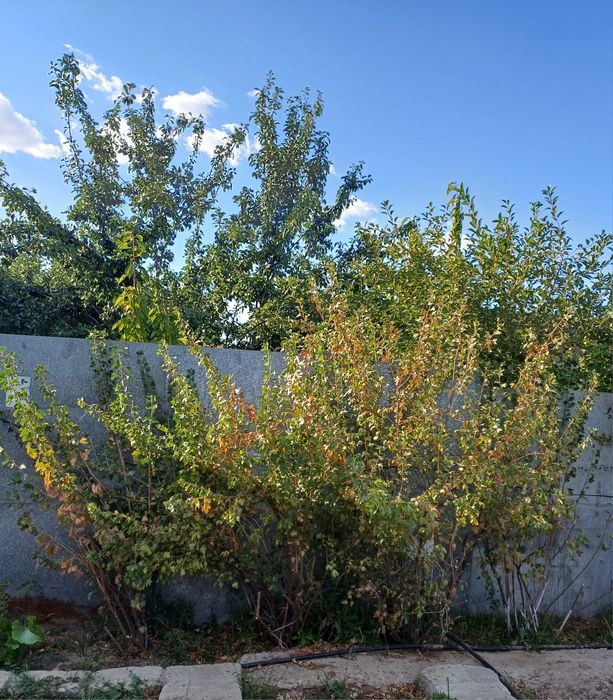 Продам саженцы чёрной смородины