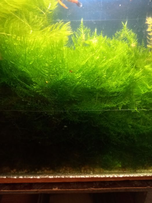 Аквариумные растения