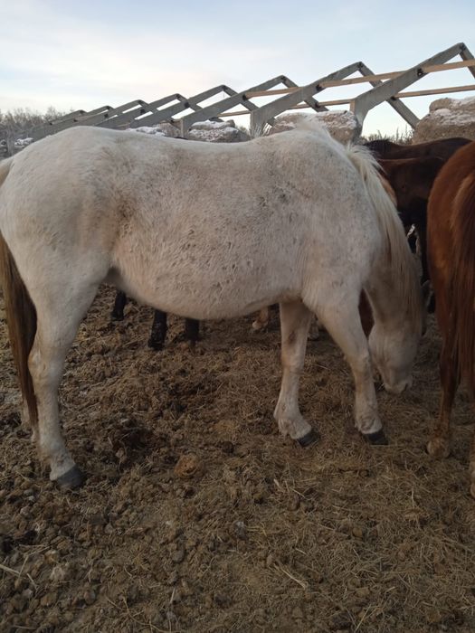 Продаются лошади