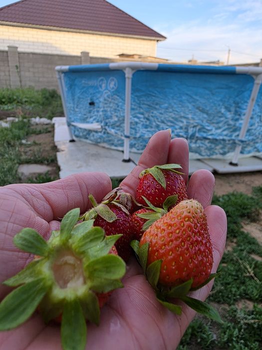 Продам клубнику кустиками