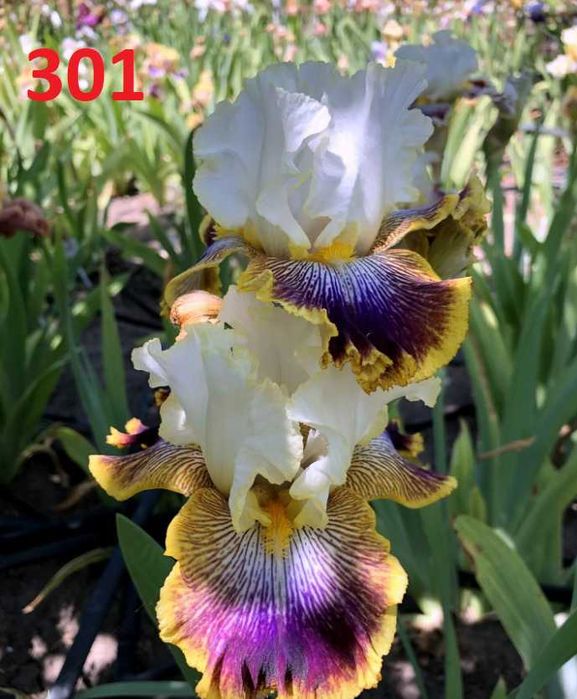 Сортови вискоки ириси /брадати ириси