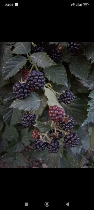 Ejevika kochat sotiladi xosildarligi juda zor tikonsiz!
