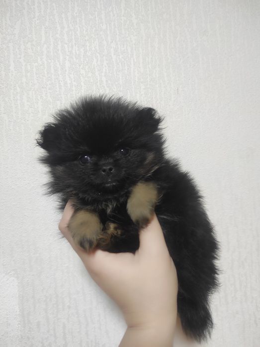 Продам щенка померанского шпица