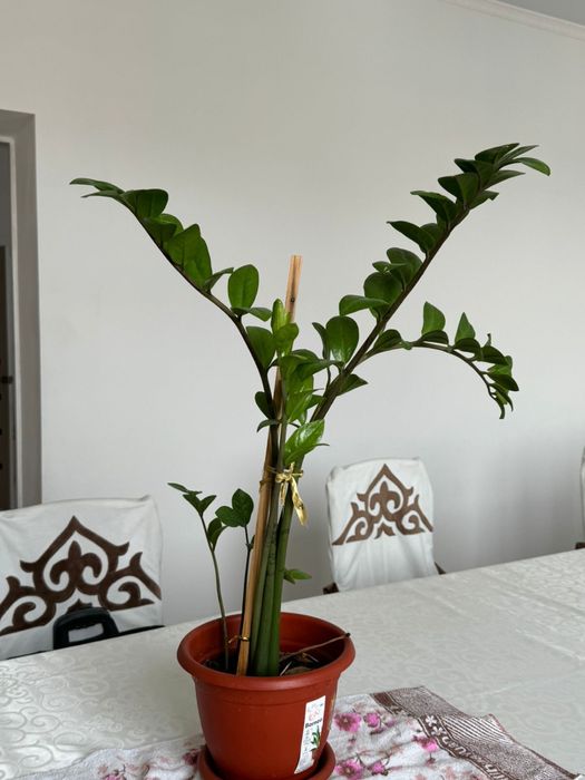 Продам комнатные цветы доллар