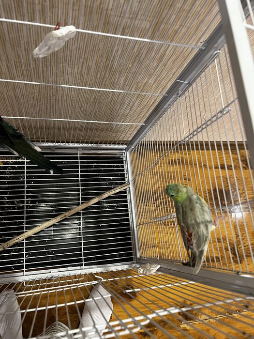 Попугай поющий продам