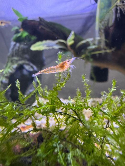 Creveti Neocaridina