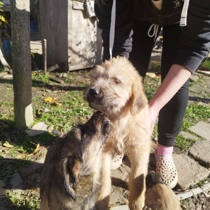 Подаряват се малки кученца!