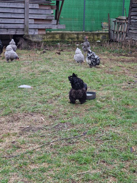 Vând oua pt incubat de la găini  brahma Albastru ,Negru și Bobat